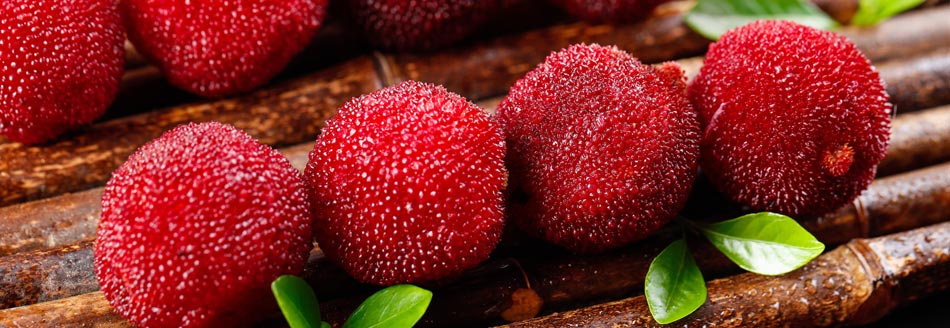 Mehrere Pappelpflaumen liegen in ihrer ganzen Köstlichkeit nebeneinander herum