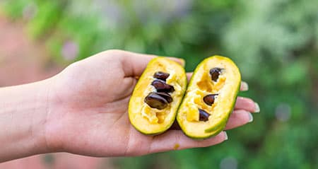 Dieses Obst ist eine: pawpaw