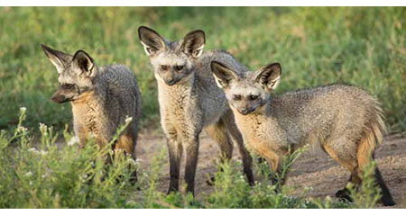 Drei Löffelhunde stehen in der Natur