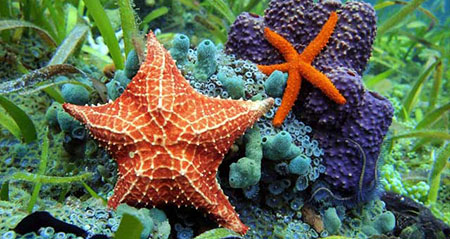 Gibt es den Kissenstern wirklich?