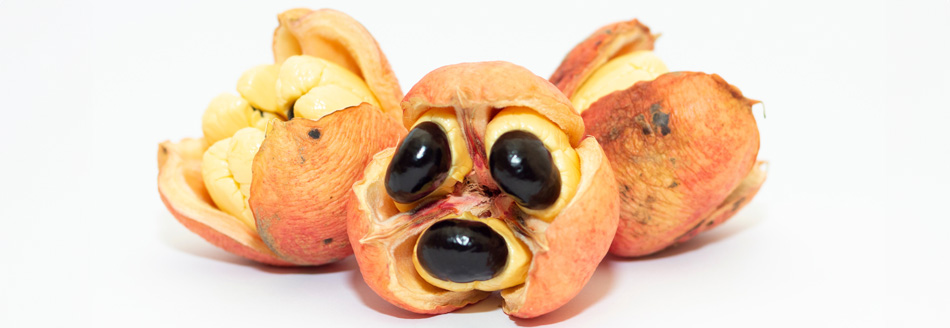 Schaut man eine Akee an, schaut sie direkt zurück.