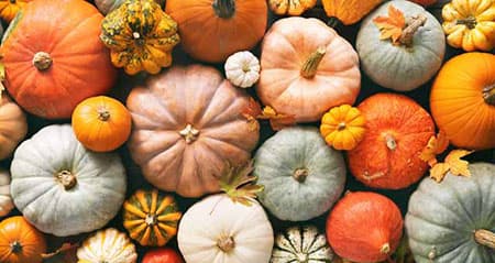 Kürbis lagern: viele Kürbisse liegen nebeneinander