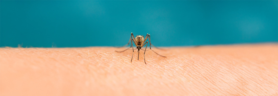 Mücken vertreiben: Eine Mücke sitzt auf der Haut