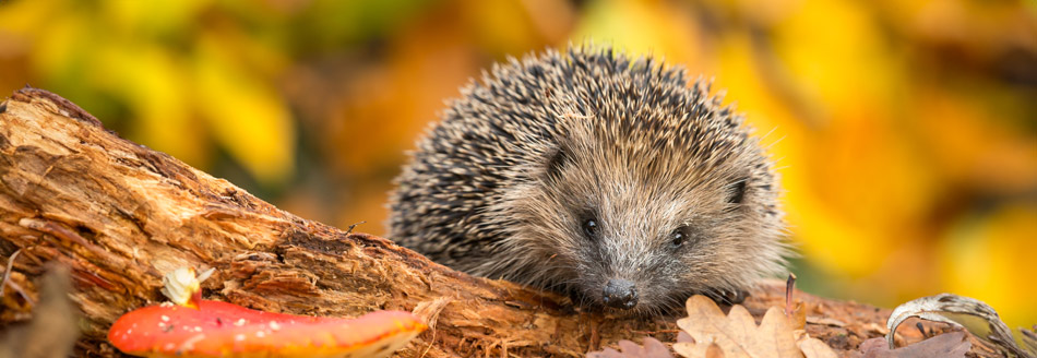 Igeln helfen: Ein Igel sitzt im Herbst vor buntem Herbstlaub auf einem Holzstück.