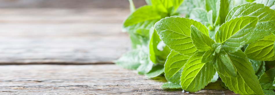 Das Gewächs ist grün, hat spitz zulaufende Blätter und einen herrlichen Minzgeruch – das muss Minze sein. Aber bist du dir da wirklich sicher?