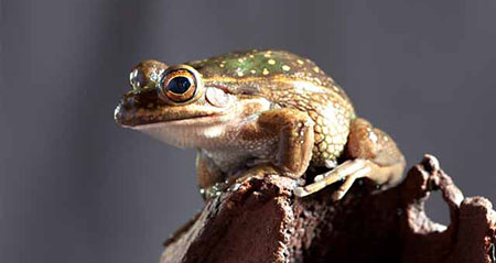 Gibt es den Motorradfrosch wirklich?