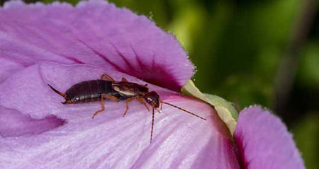 Ein Ohrwurm sitzt auf einer Blüte