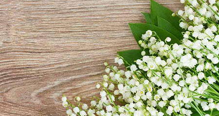 Aus der Kategorie Aha zum Thema giftige fruehlingsblumen