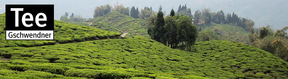 TeeGschwendner