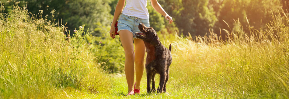 Mit einer Eispinzette gegen Zecken: Eine Frau geht mit ihrem Hund spazieren