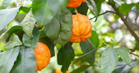 Dieses Obst ist eine: bitterorange