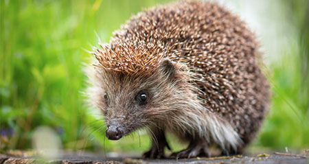Am 2.2. ist der internationale Tag des Igels