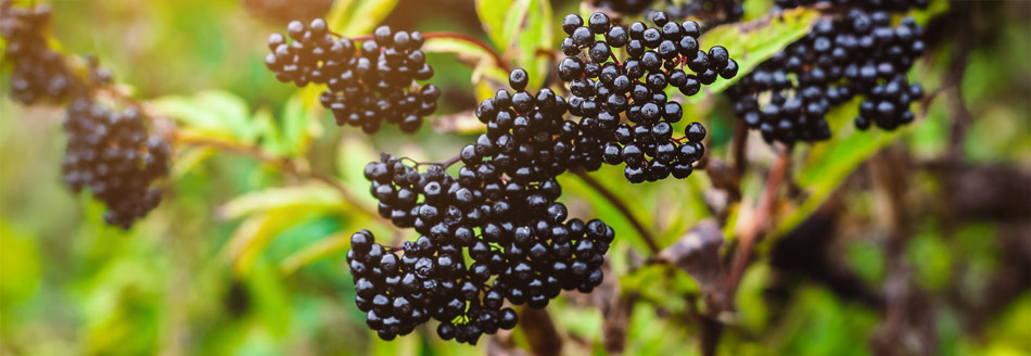 Holunderbeeren warten am Busch auf ihre Ernte
