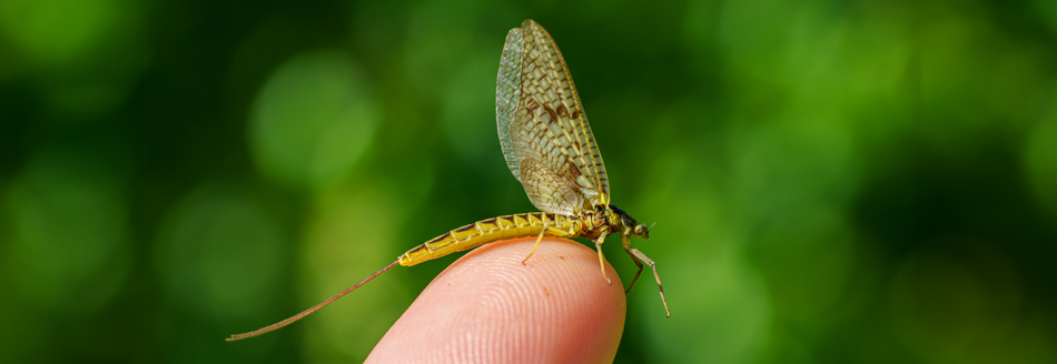 Eine Eintagsfliege sitzt auf einem Finger und wartet vermutlich auf ihr Ableben
