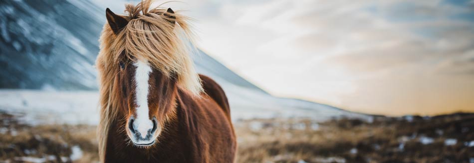 Unser Pointee ist in Island