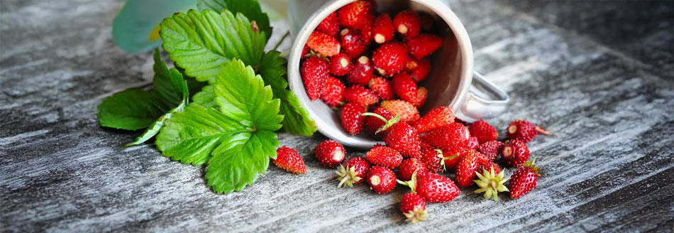 Einige Walderdbeeren sind frech aus ihrem Schälchen gekullert.