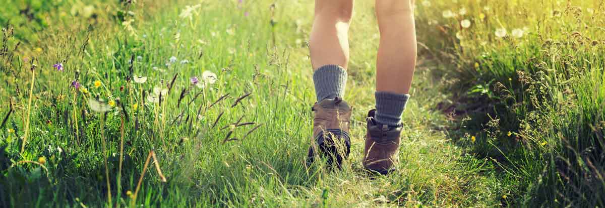Zecken warten im Gras auf geeignete Opfer