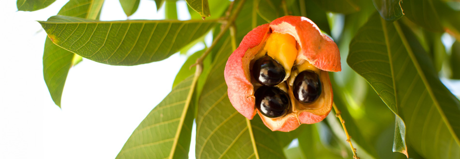 Eine Akee schaut dich vom Baum aus an.