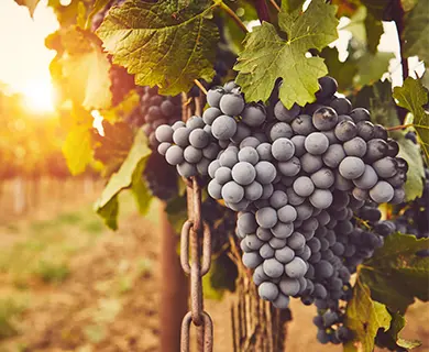 Weinfreunde sichern sich einen HAWESKO Gutschein durch PAYBACK °Punkte und sparen.