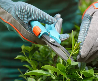 Dehner Rabatt und dabei auch noch Punkten? Dank PAYBACK ist das möglich und zusätzlich sparen mit einem Dehner Gustchein