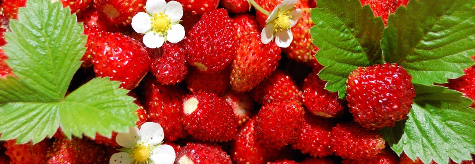 Einige Walderdbeeren mit Blättern und Blüten