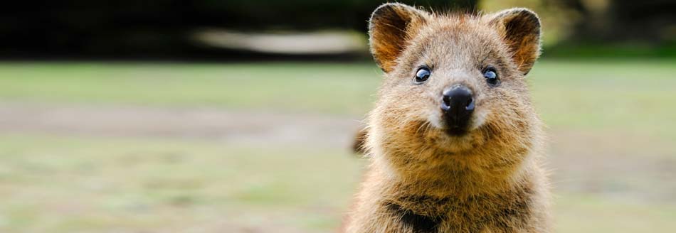 Ein Quokka in Westaustralien