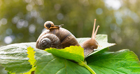 Aus der Kategorie Aha zum Thema schnecken
