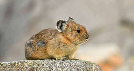 Gibt es den Pfeifhasen wirklich? Ein Pika sitzt auf einem Stein