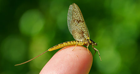 Aus der Kategorie Aha zum Thema eintagsfliegen