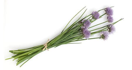 Ein Bund mit blühendem Schnittlauch