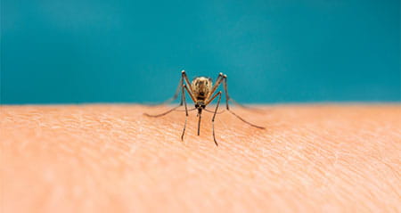 Gewusst wie: mücken vertreiben