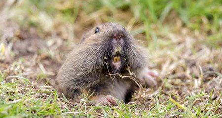 Eine Taschenratte schaut aus einem Erdloch