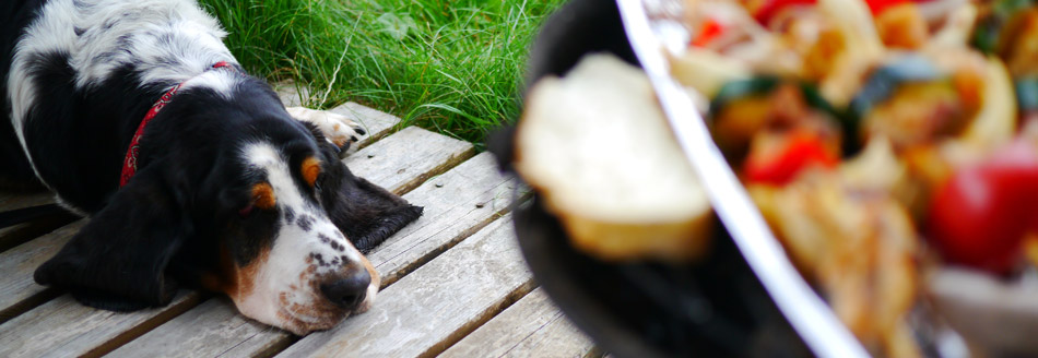EIn Basset verhält sich am Grilltisch unauffällig und wartet auf den richtigen Moment.