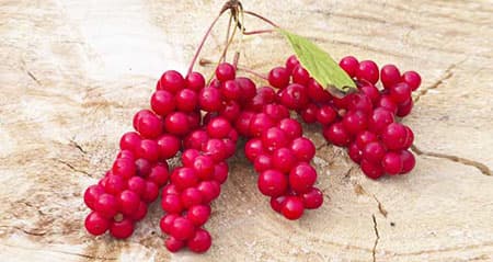 Dieses Obst ist eine: chinabeere