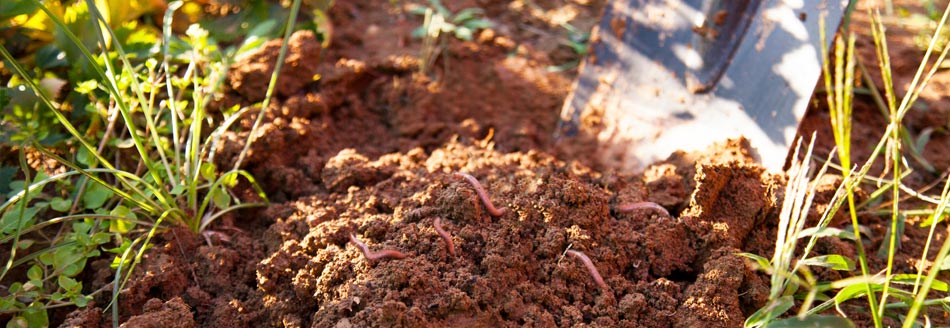 Am 15.2. ist der Tag des Regenwurms