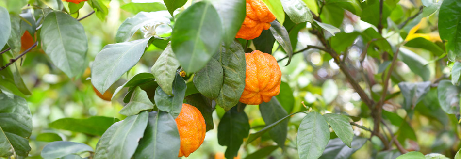 Mehrere Bitterorangen verstecken sich am Baum hängend hinter einigen Blättern