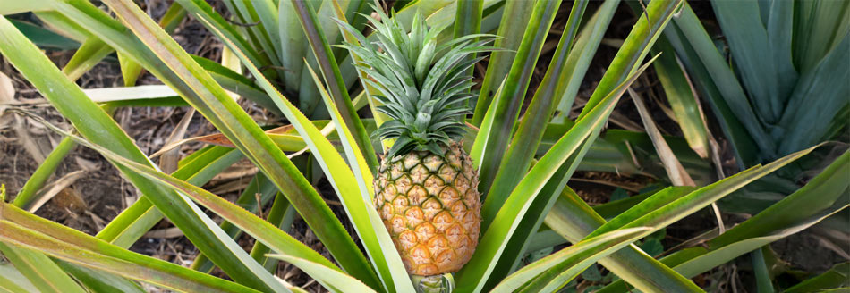 Mehrere Ananas sitzen auf einem Stamm und warten auf die Ernte