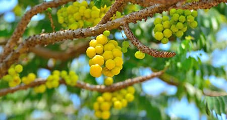 Dieses Obst ist eine: baumstachelbeere