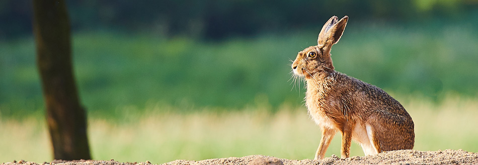 Sind Hasen und Kaninchen das Gleiche?