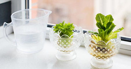 Gewusst wie: regrowing