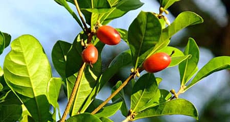 Dieses Obst ist eine: wunderbeere