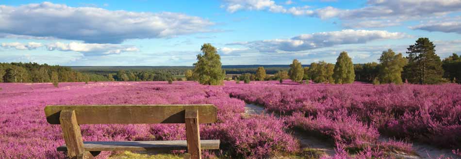 Heidekraut in der Lüneburger Heide