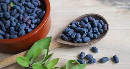 Dieses Obst ist eine: honigbeere