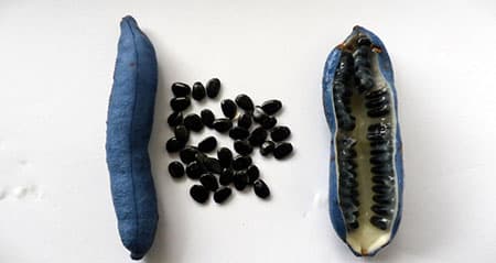 Dieses Obst ist eine: blaugurke