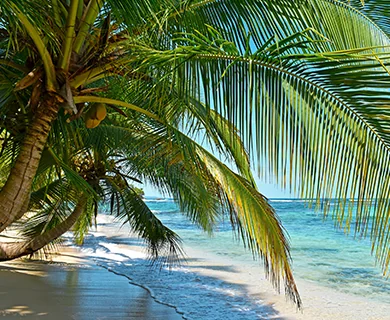 Sonne unter Palmen? Traumhafte Sandstrände? Alles möglich mit den meinReisebüro Gutscheinen von PAYBACK