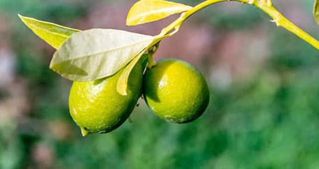 Dieses Obst ist eine: limequat