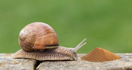 Gewusst wie: zimt gegen schnecken