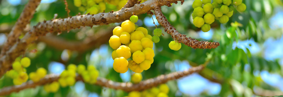 Die Baumstachelbeere hängt ... wenig überraschend am Baum