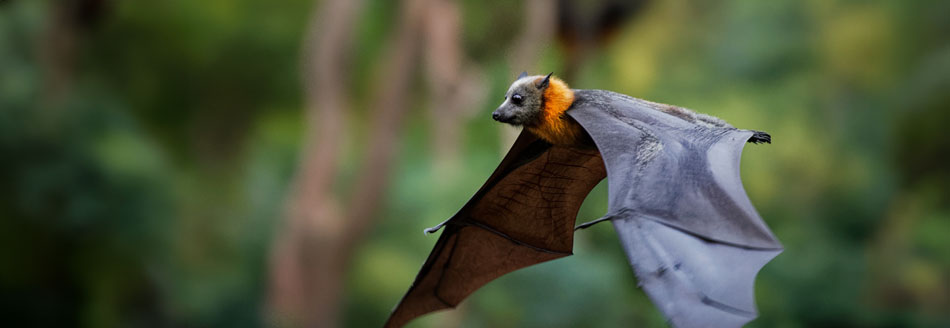 SInd Fledermäuse wirklich blind?