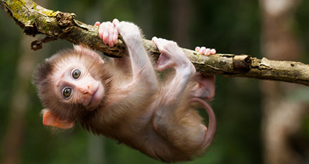 Am 14.12. ist der internationale Tag der Affen